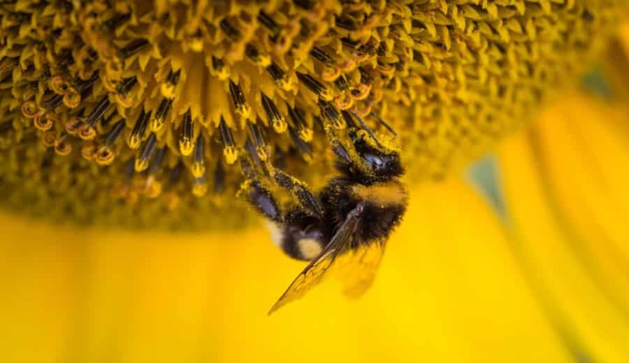 Drone Industry Research and Bees Drone Industry Research and Bees