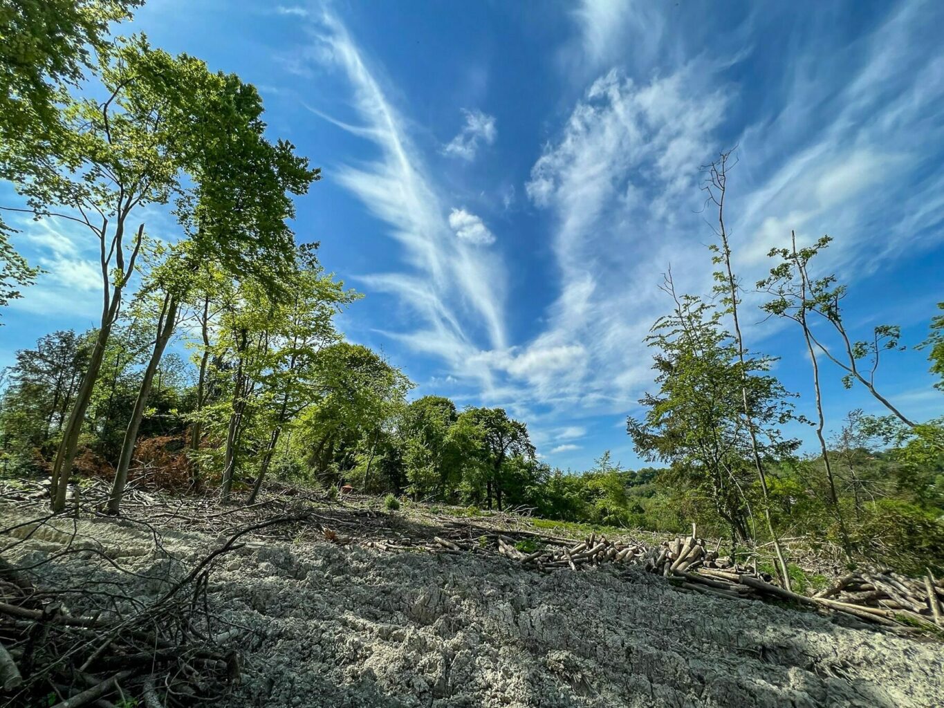 Caterham School Old Park Wood Photogrammetry project