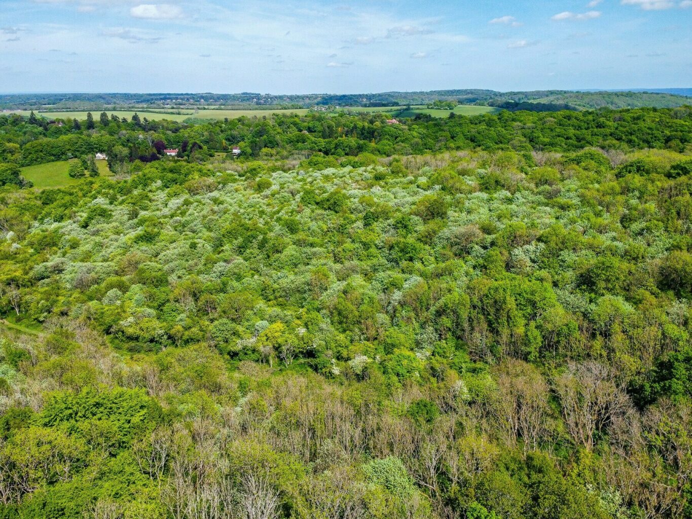 Old Park Wood Felling Project