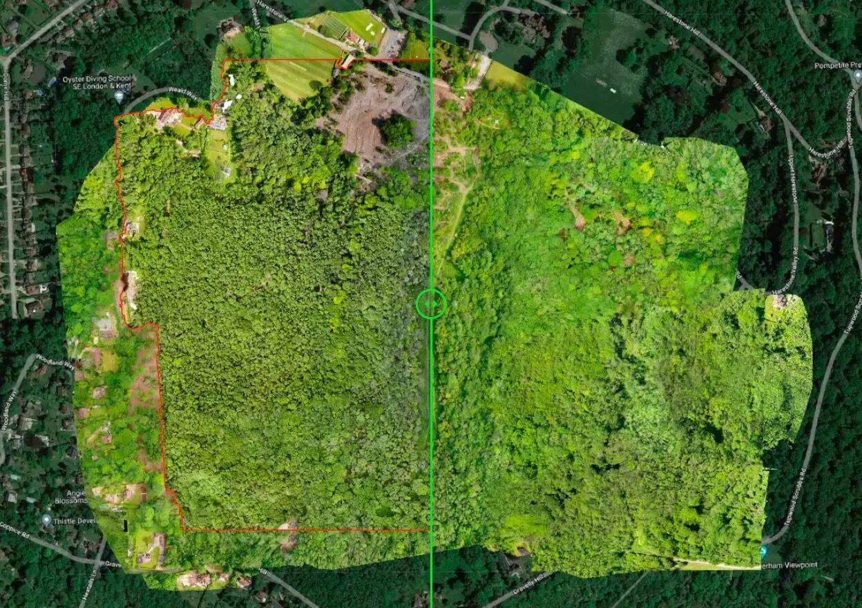 Old Park Wood before and after felling